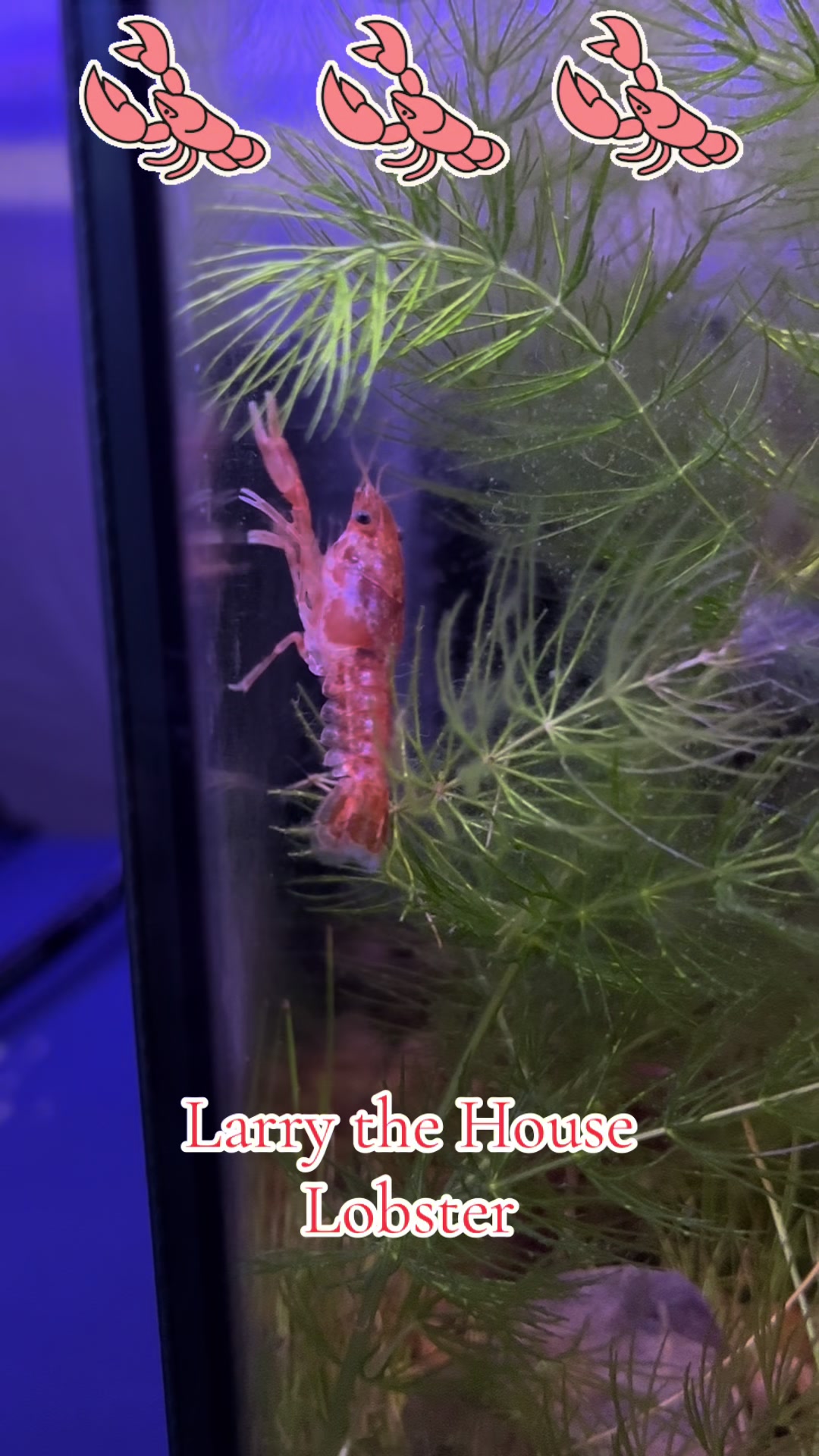 @Larry the House Lobster