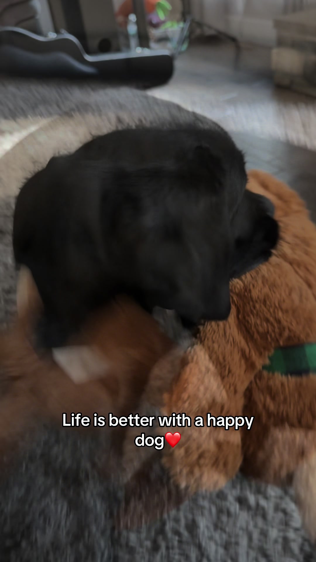 @Gunner the Good Boy Black Lab