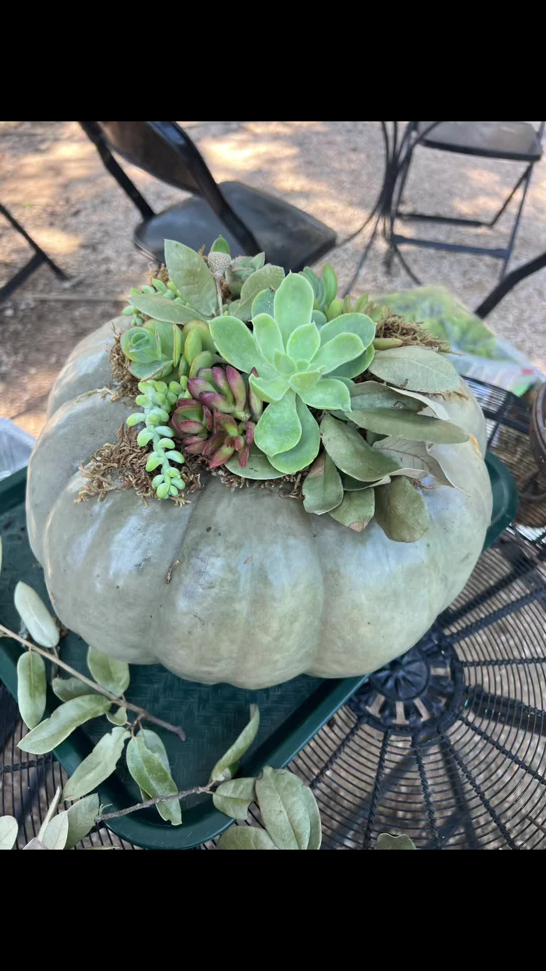 @firelightfinds