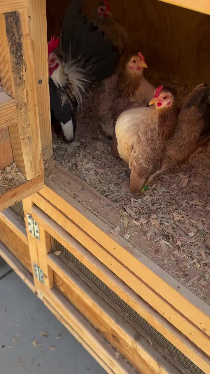 @Live stock animals ๐ชฟ๐๐๐๐ฅฌ