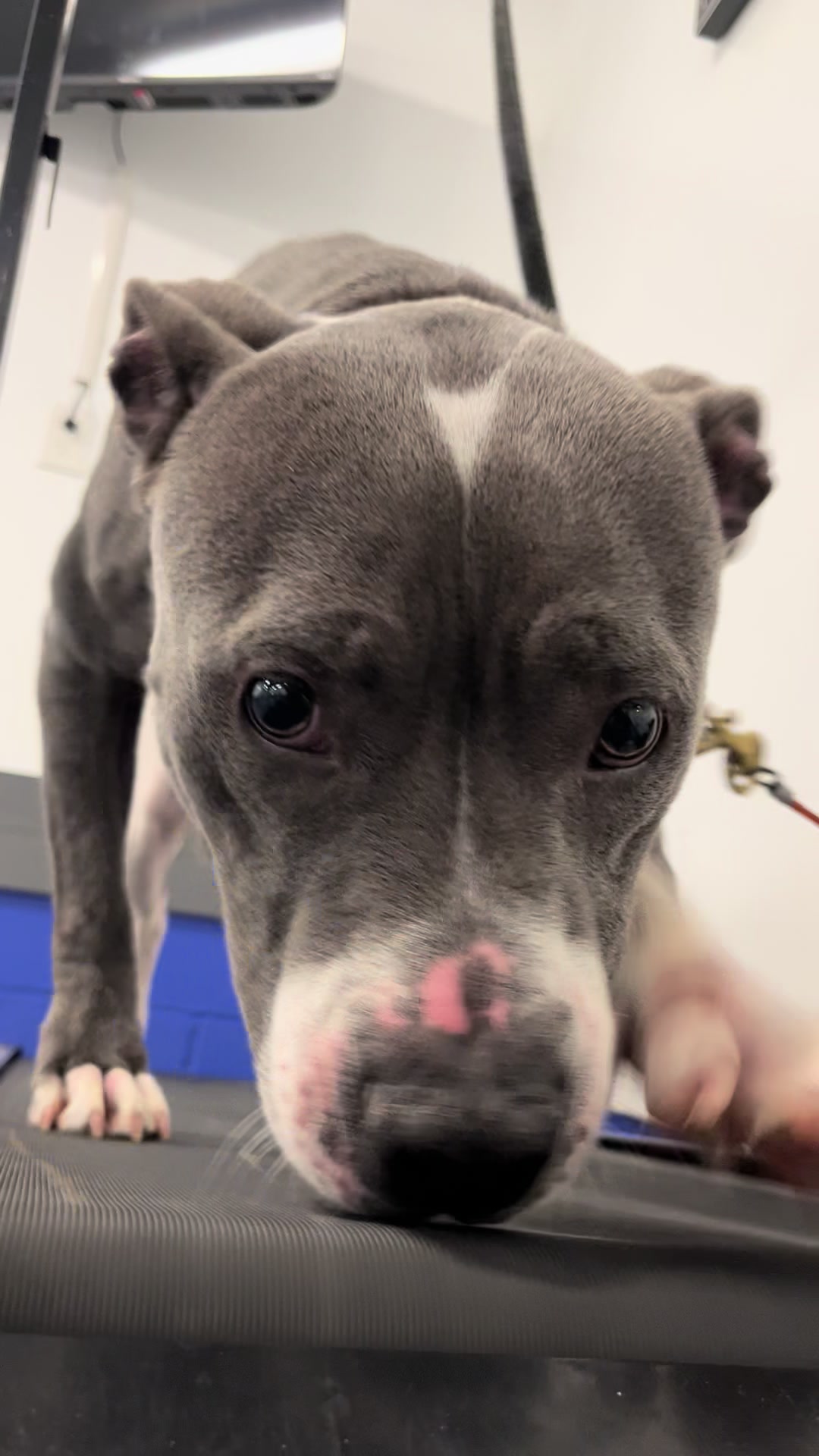 @Jay TheDog Trainer