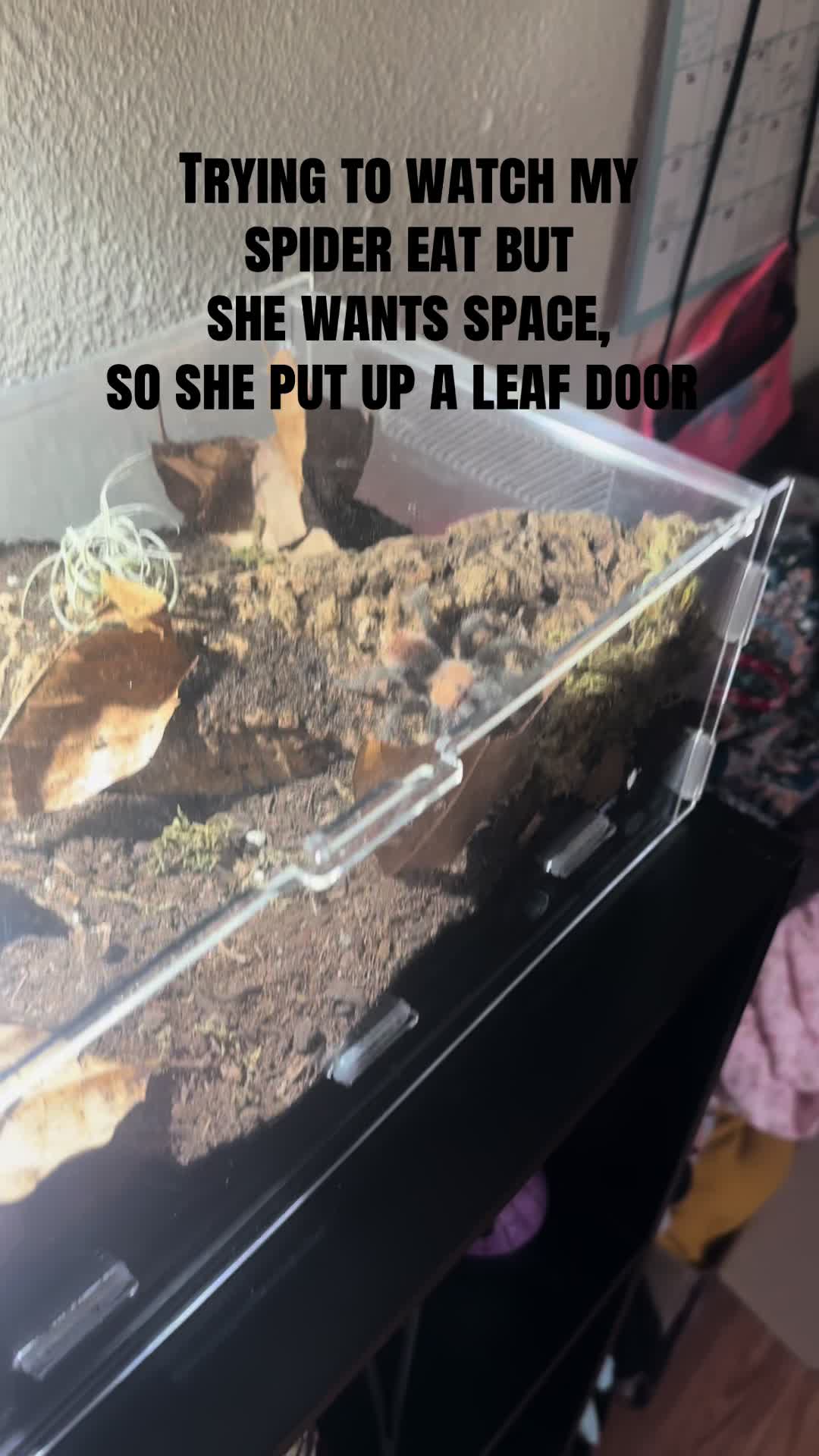 @lazywitch66