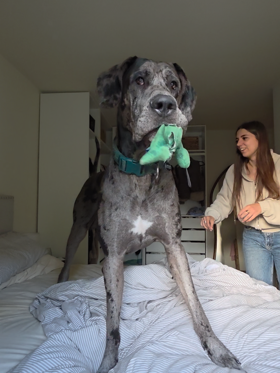@Magnus the GREAT DANE