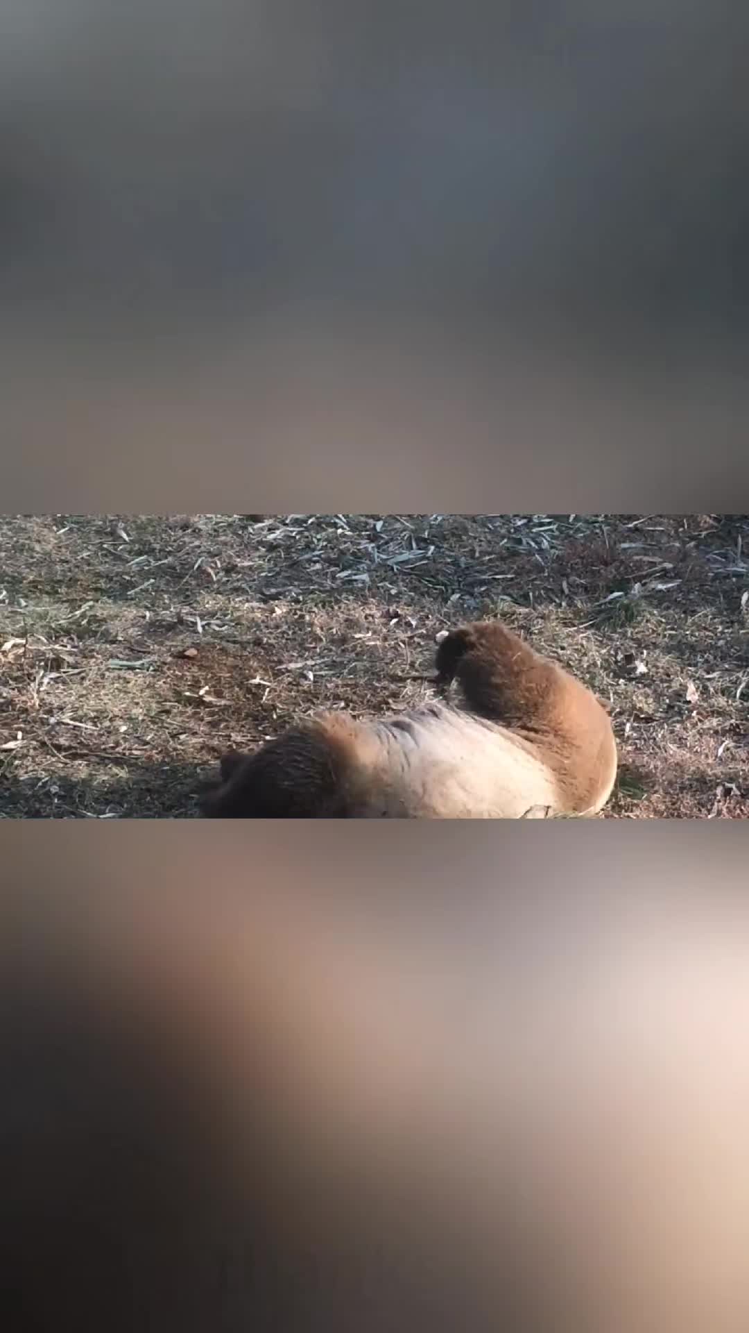 @aurecuano