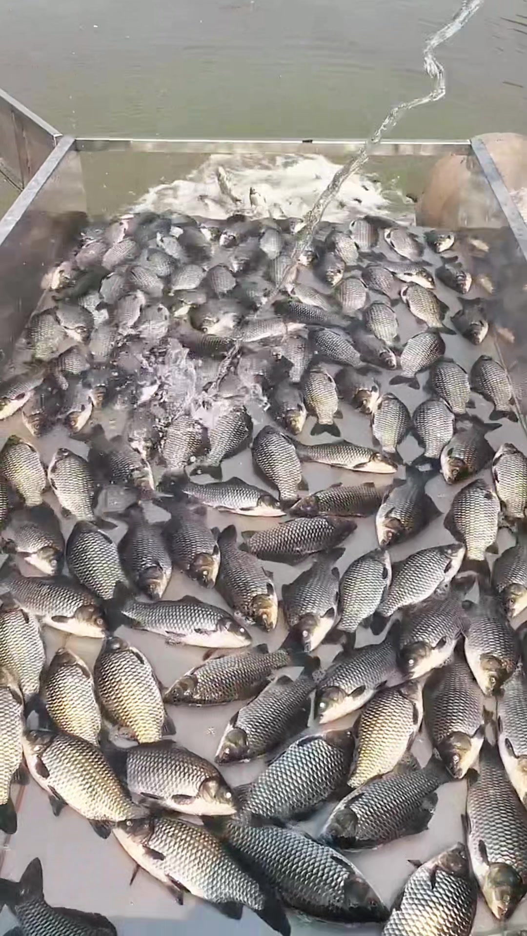 @Fishing King