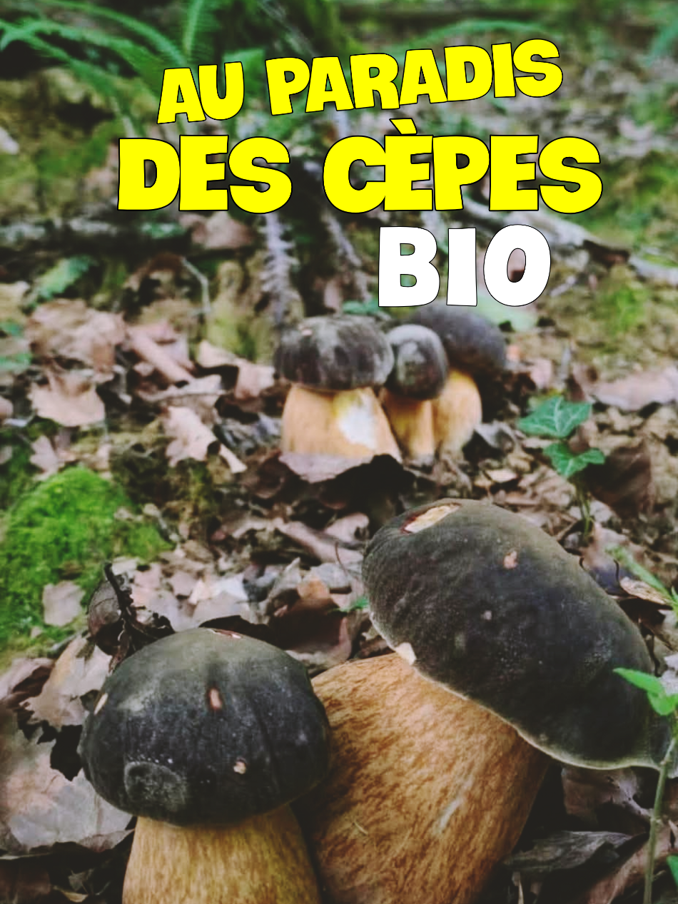 @Dan 🍄&zwj;🟫 Le Champologue
