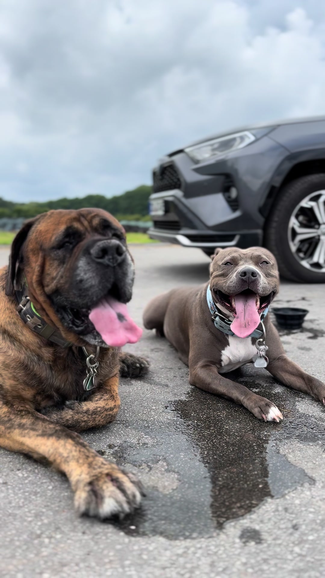 @𝑨𝒏𝒊 🐾 🇩🇪 🦅ᶜʳʸᵖᵉ