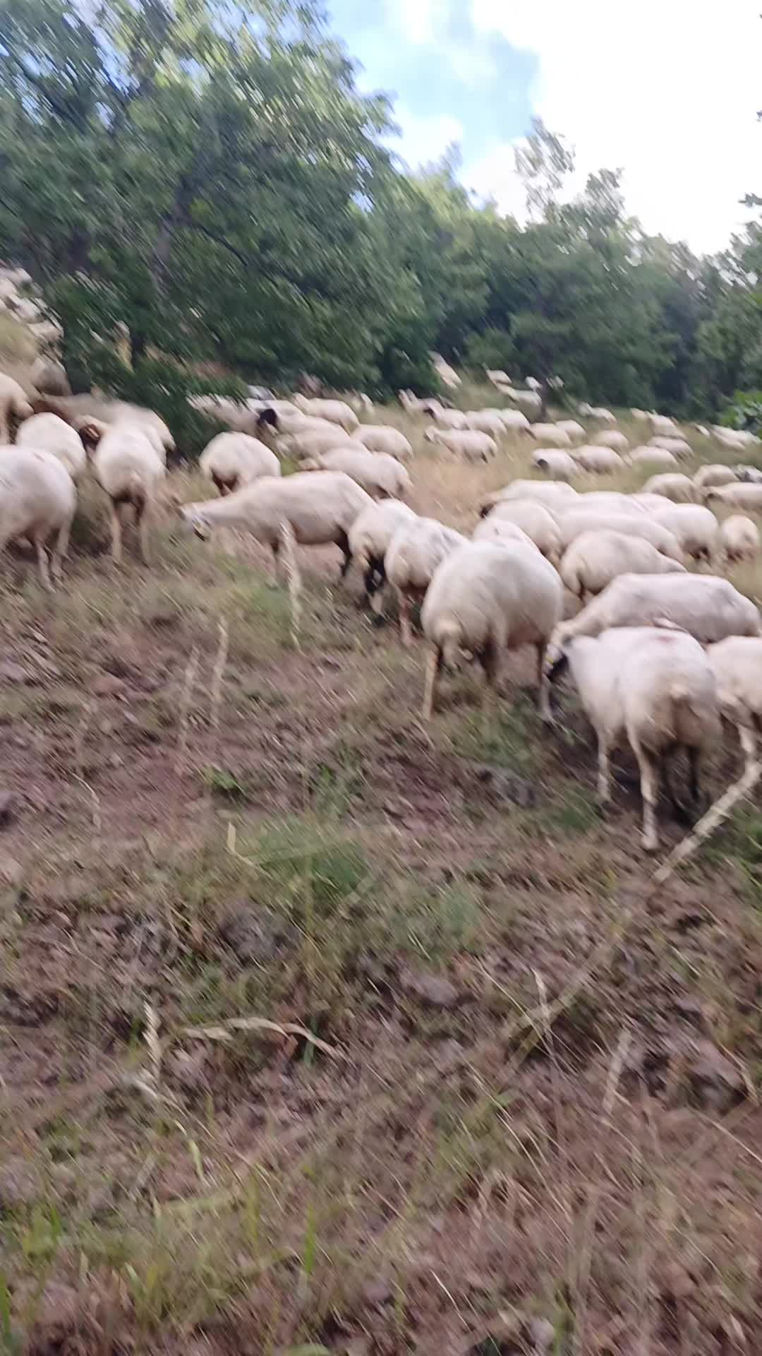 @Deli Çoban 42