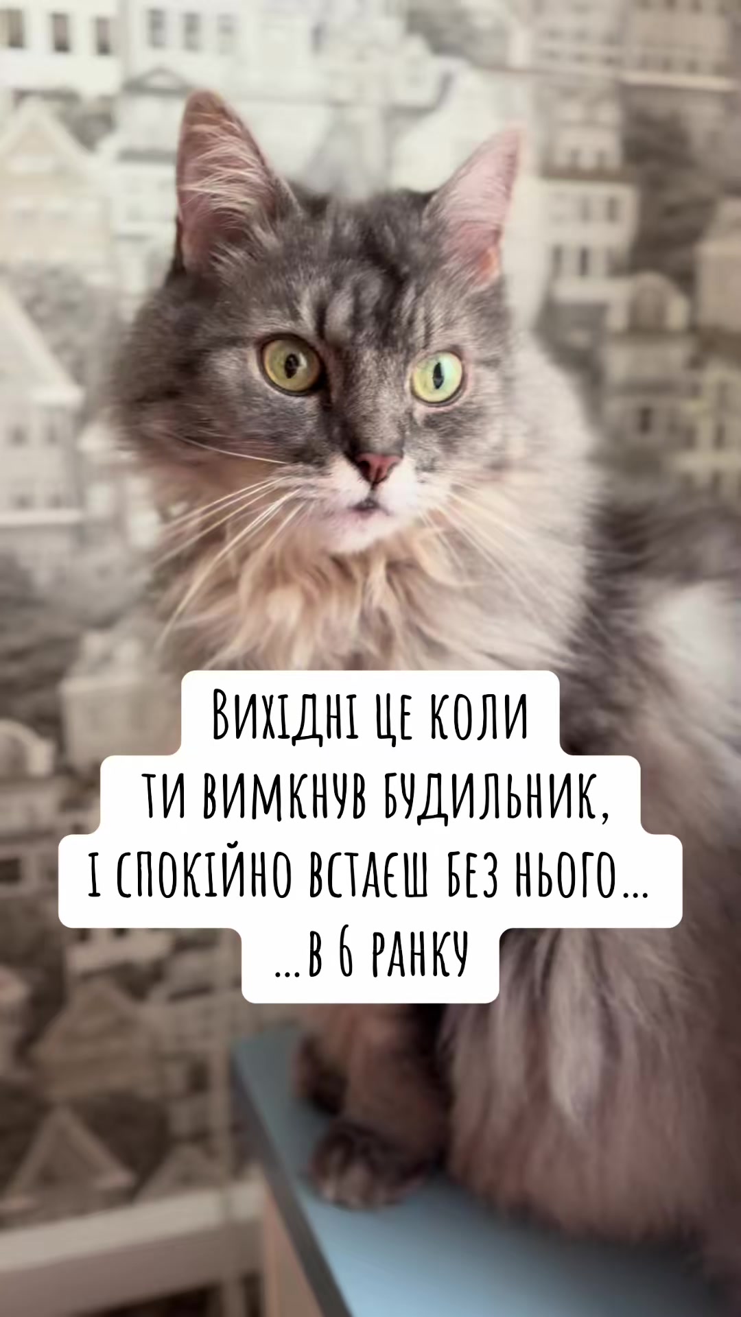 @timka.kit