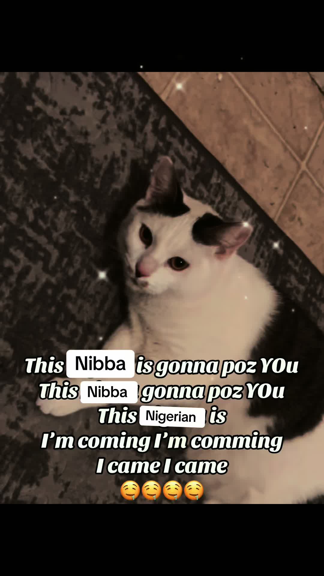 @fatplumpythugcat9000