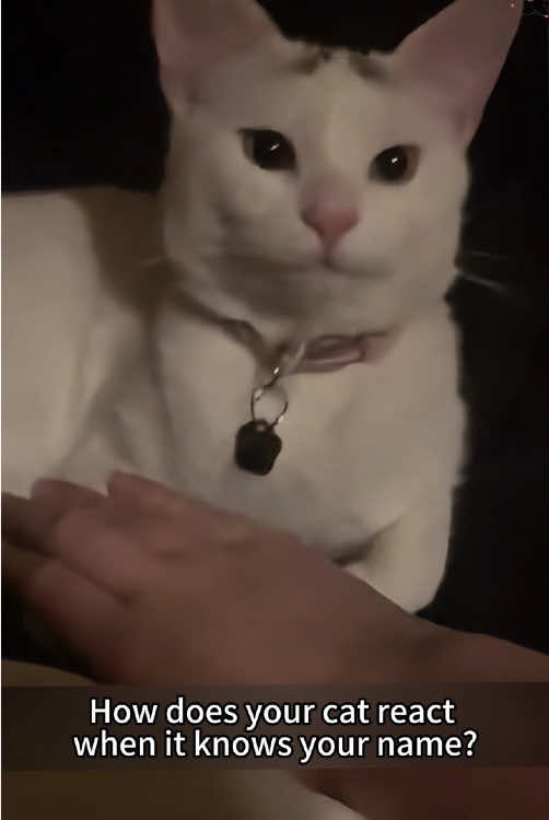 @funnyanimalvideo99