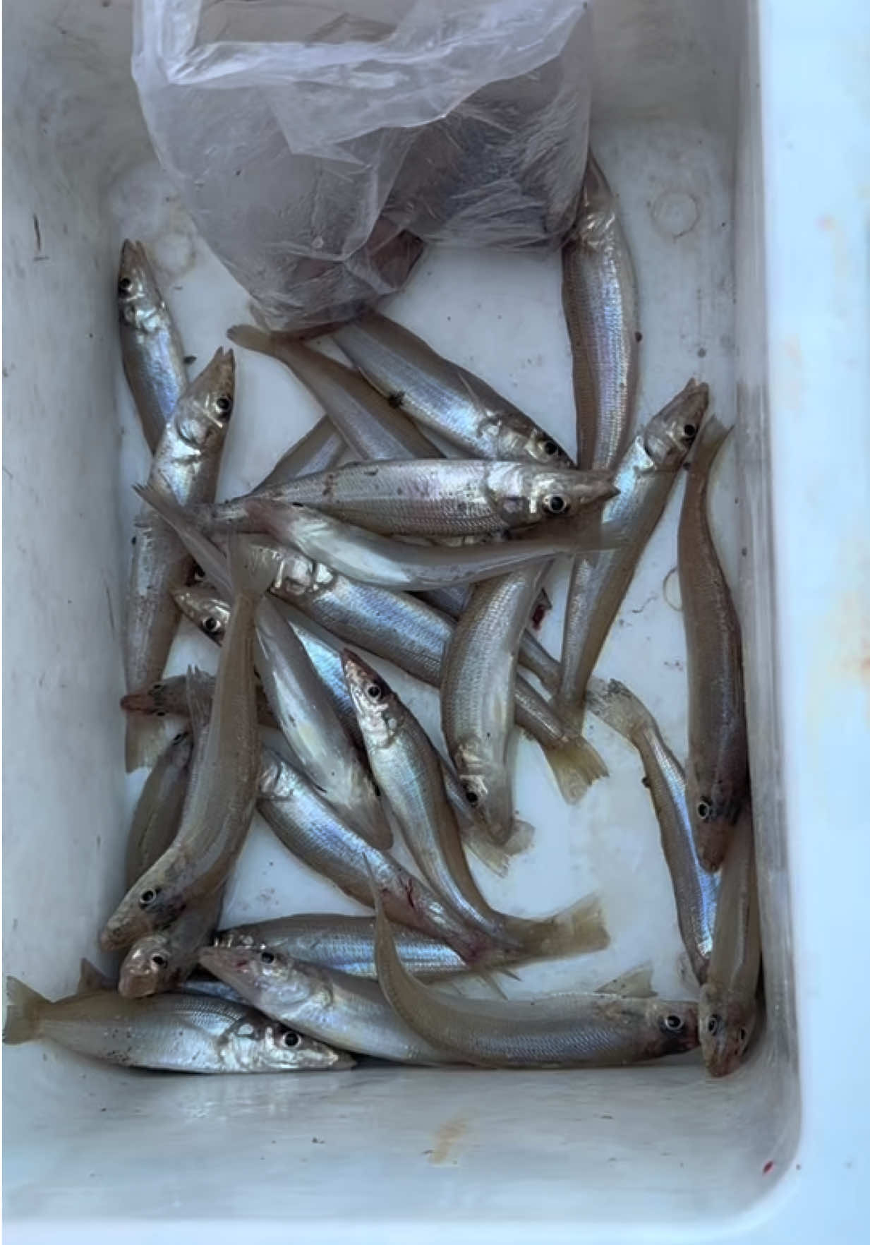@Nha Trang fishing tour