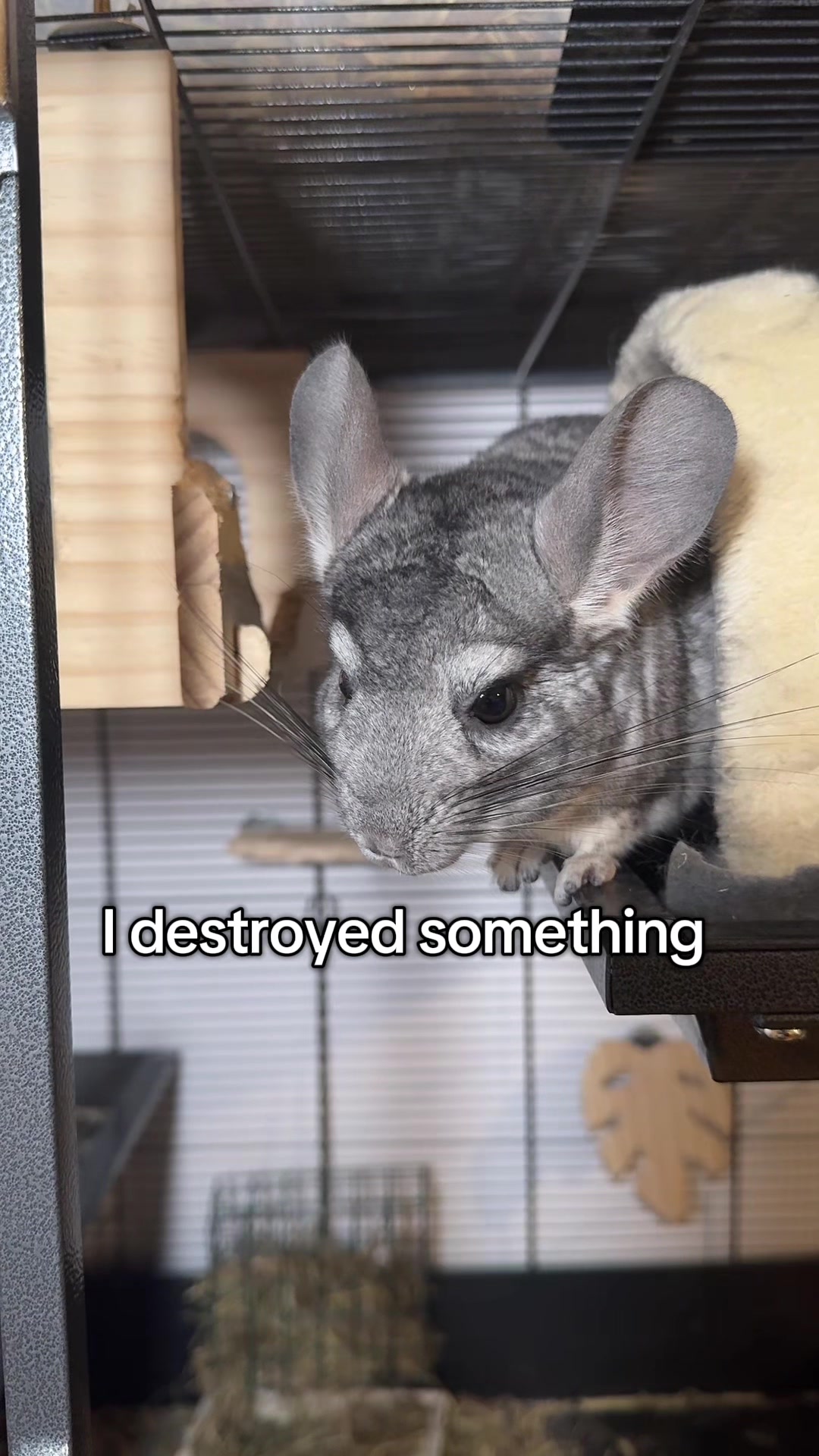 @BANDIT & STRIPE