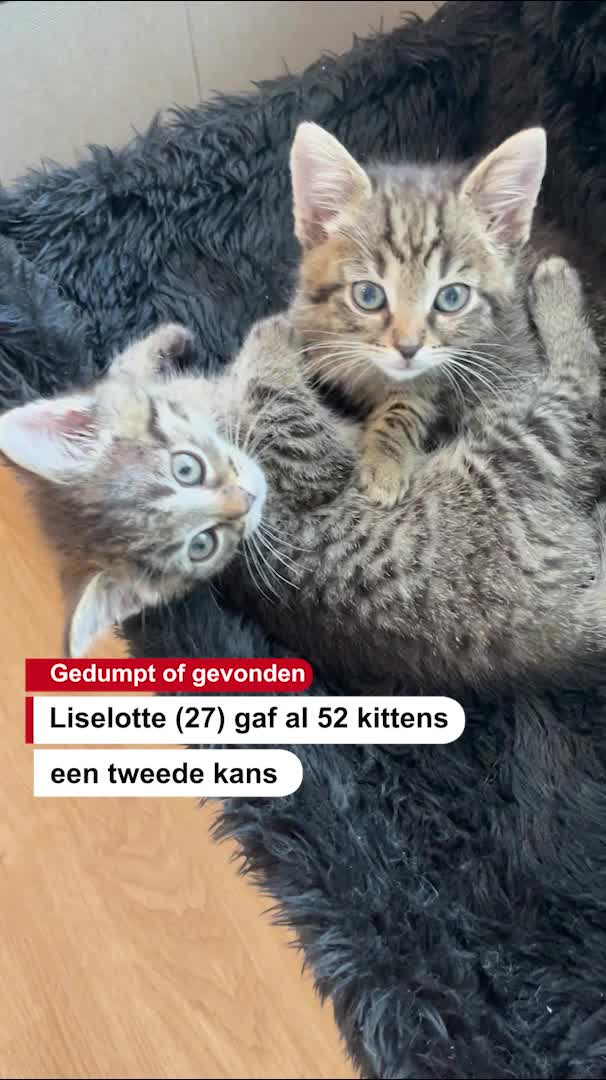 @De Stentor