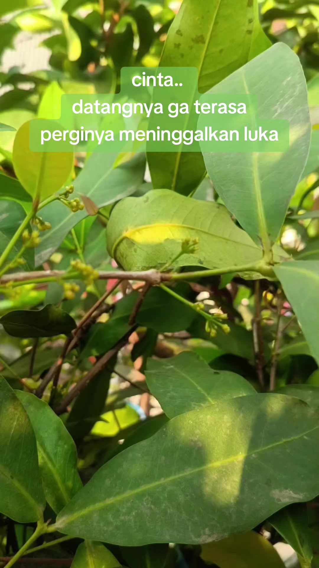 @𝐀𝐫𝐢_𝐂𝐢𝐚