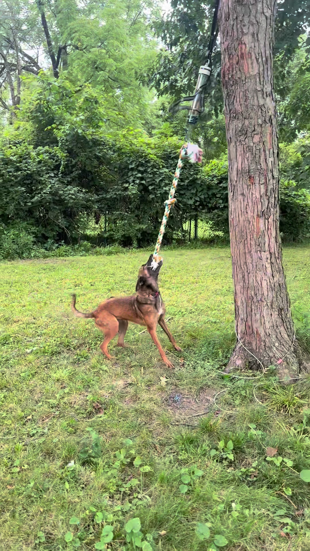 @the_crazy_k9_crew