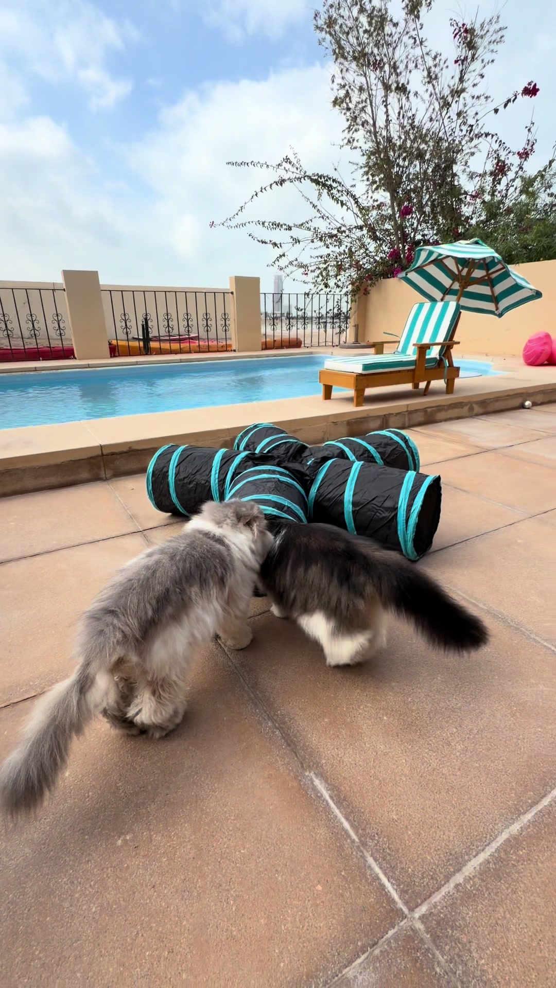 @thezenkitty