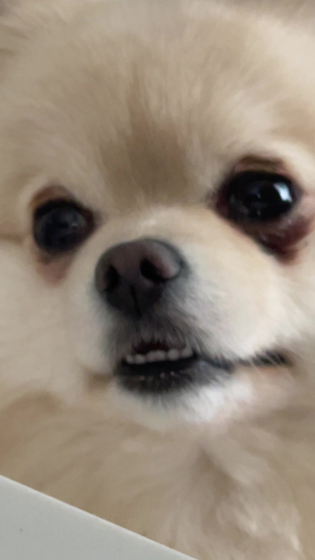 @beingmilothepom