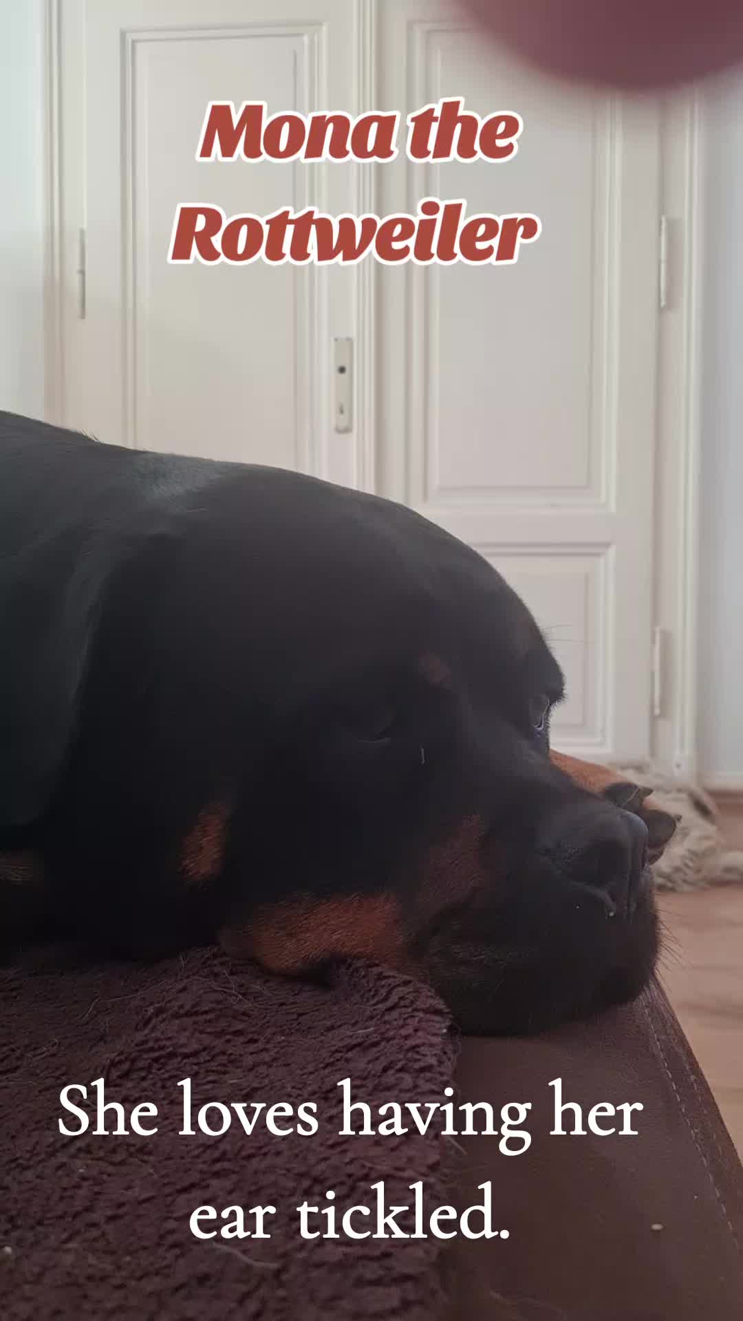 @Mona the Rottweiler