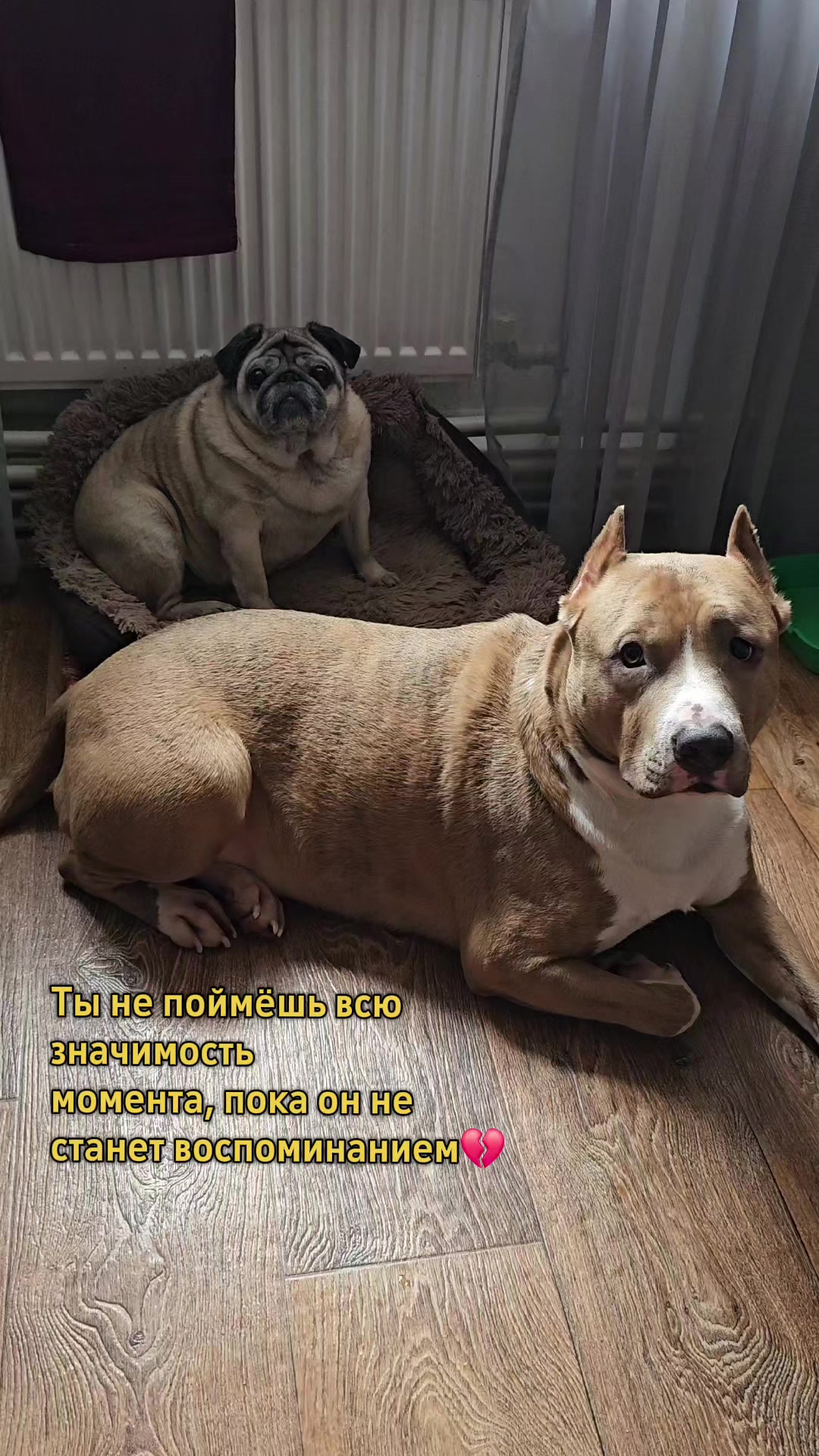 @Pitbul Fred