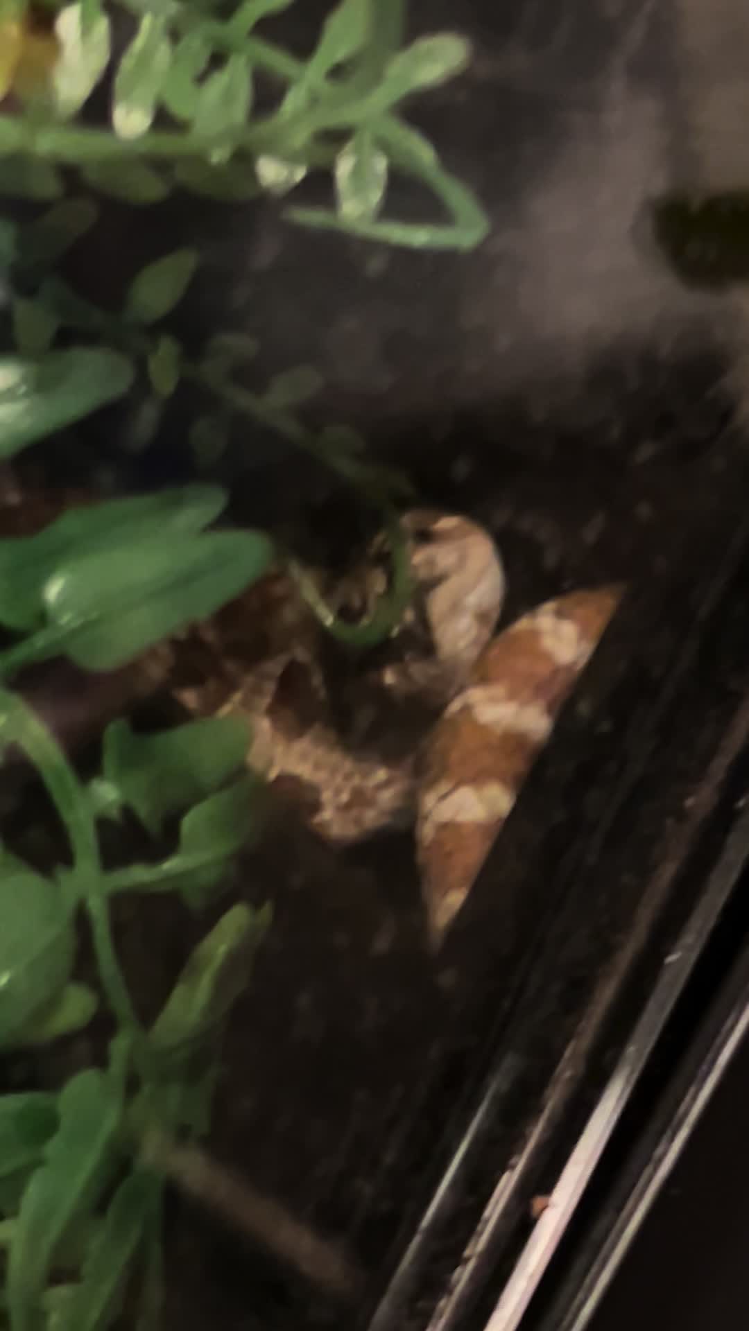 @snake._.tales
