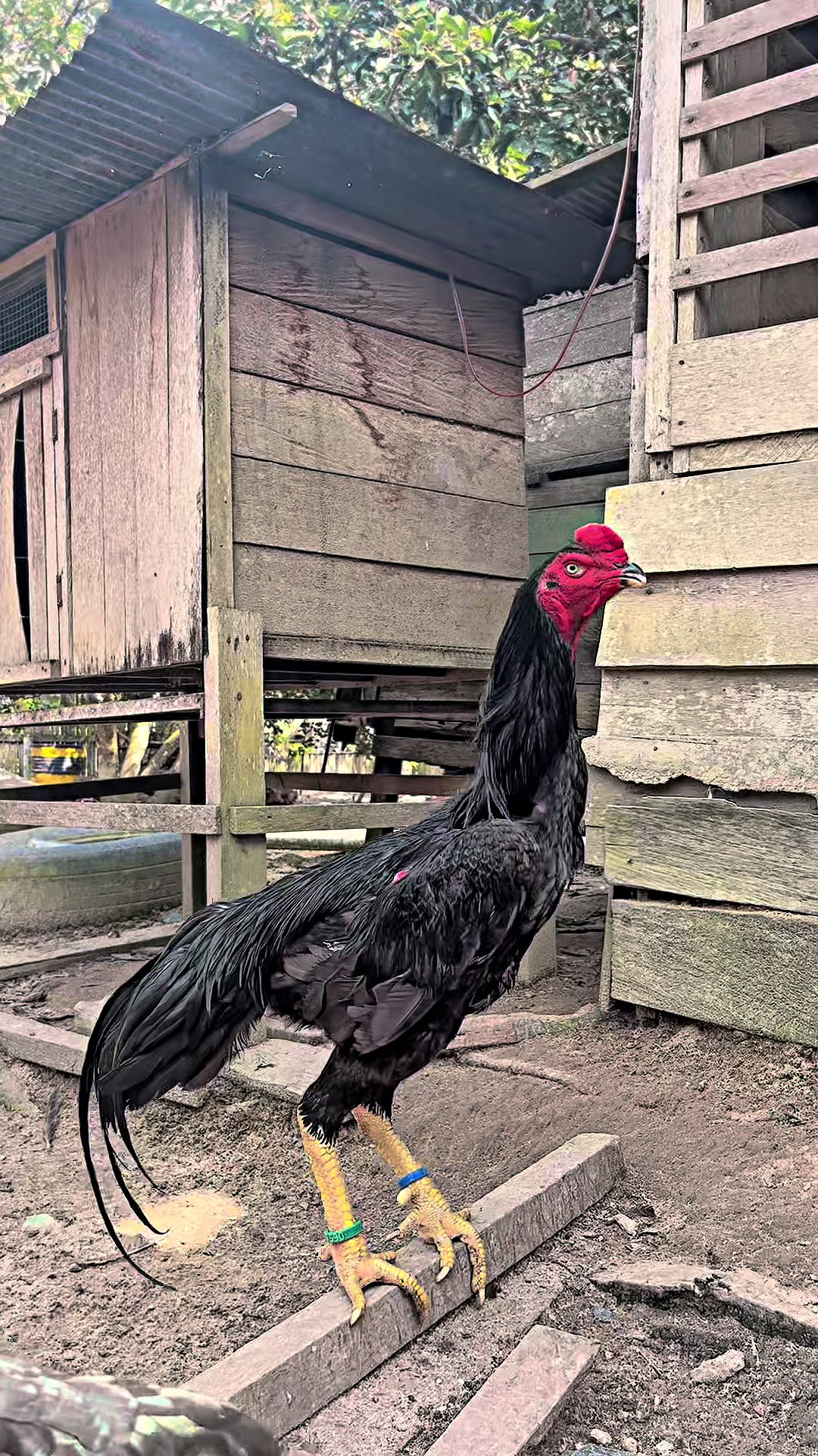 @PUANGFARM