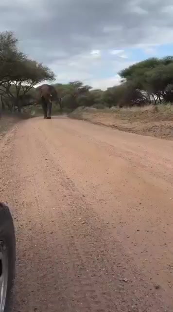@Native kilimanjaro