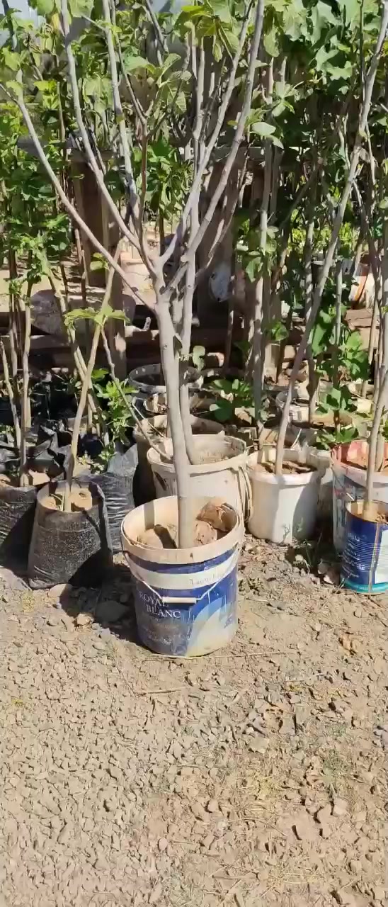 @مشتلة عبدالله