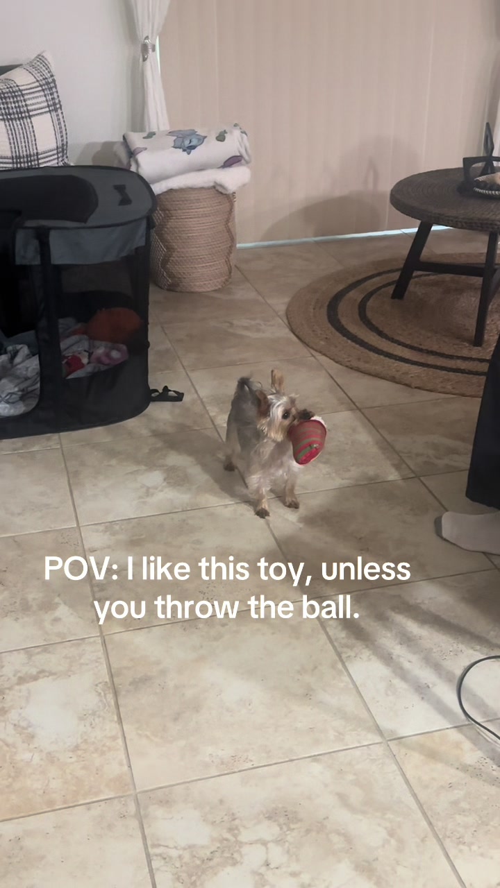 @Penny the Yorkie