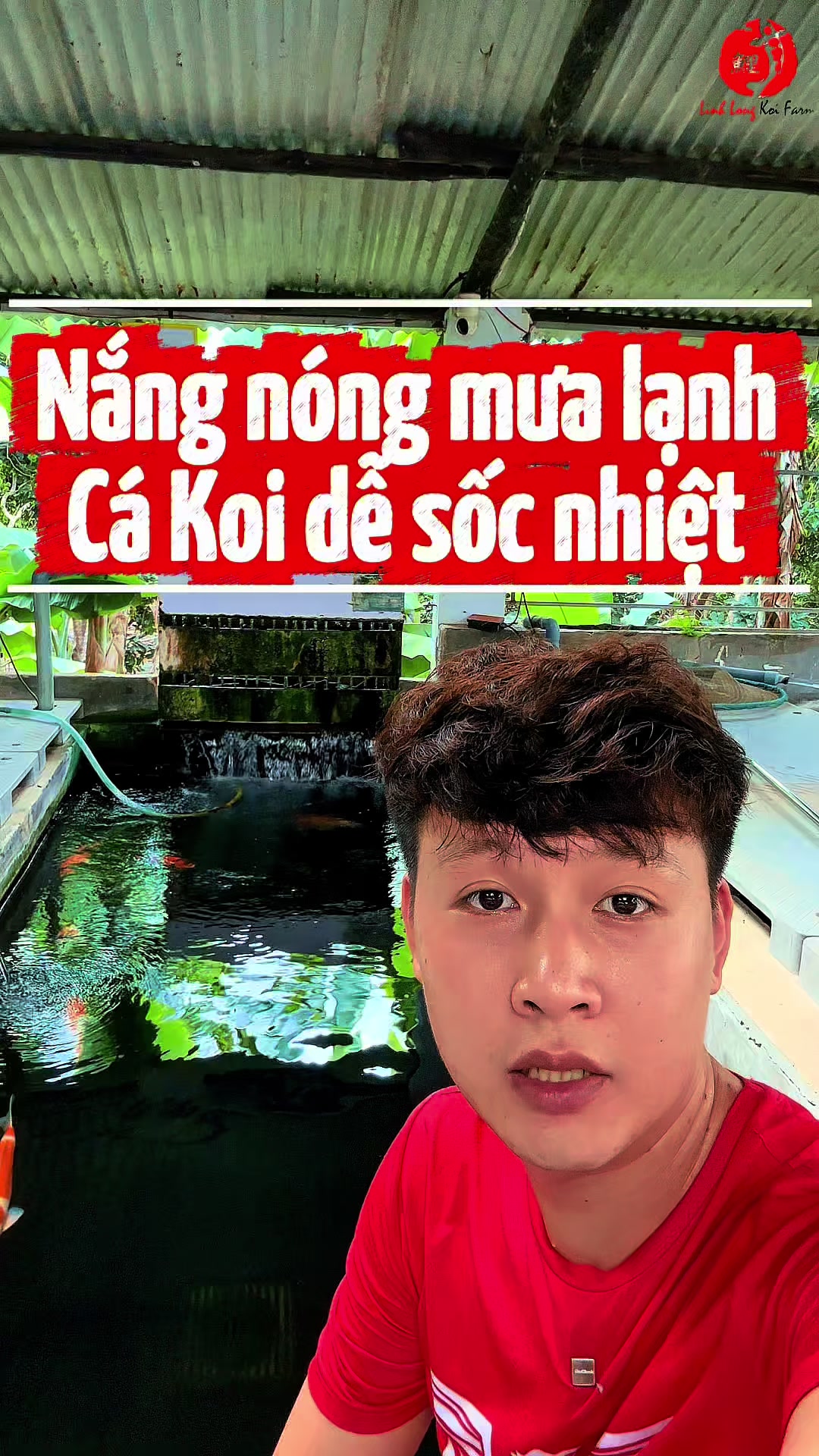 @Linh Long Koi Farm