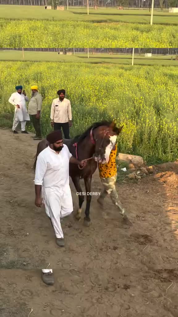 @🏇 MARWARI HORSE RACING 🏇