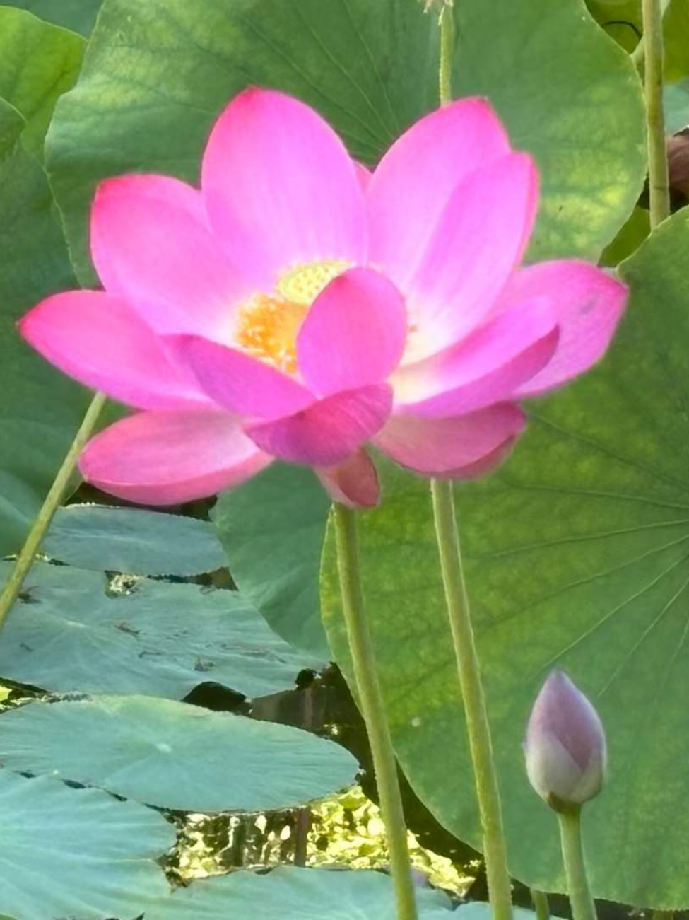 @Lotus Heals