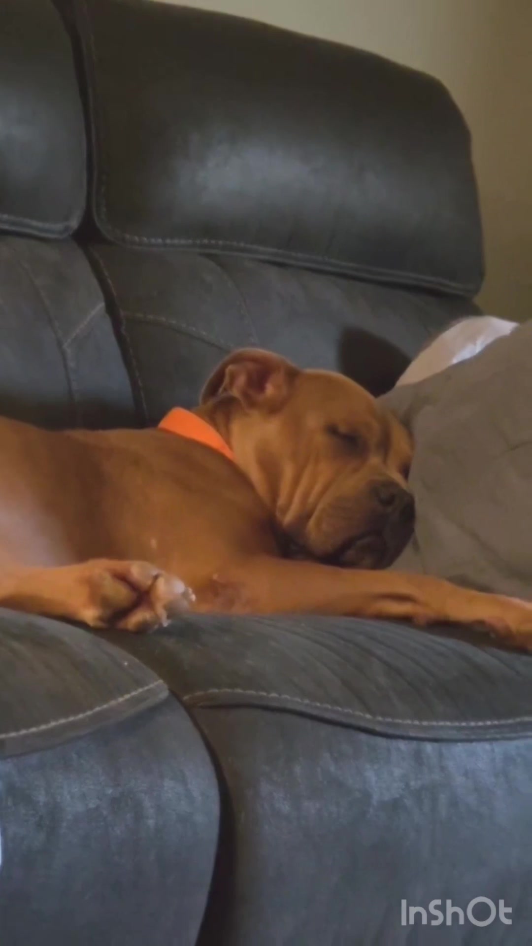 @Paws Deep Animal Rescue