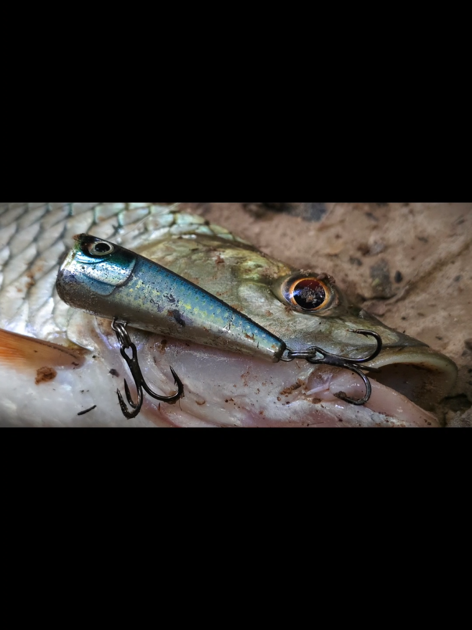 @Damz Strike Fishing
