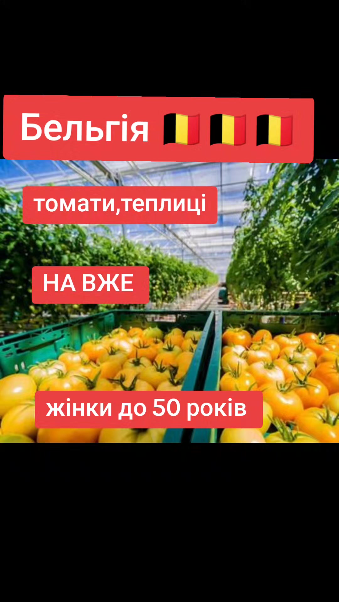 @Бельгія та Нідерланди