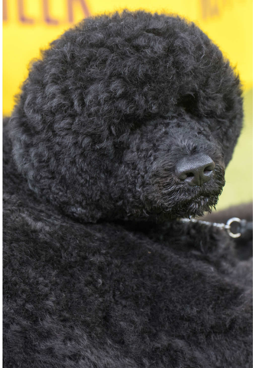 @Westminster Kennel Club