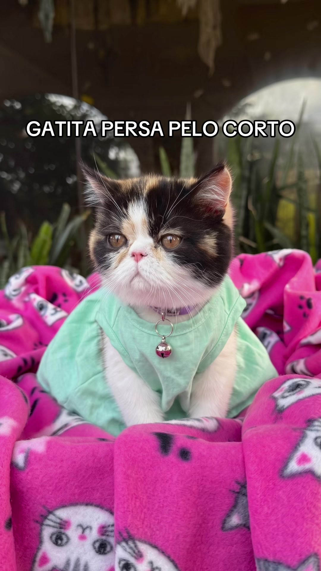 @Super Pet Ecuador 🇪🇨 🐶