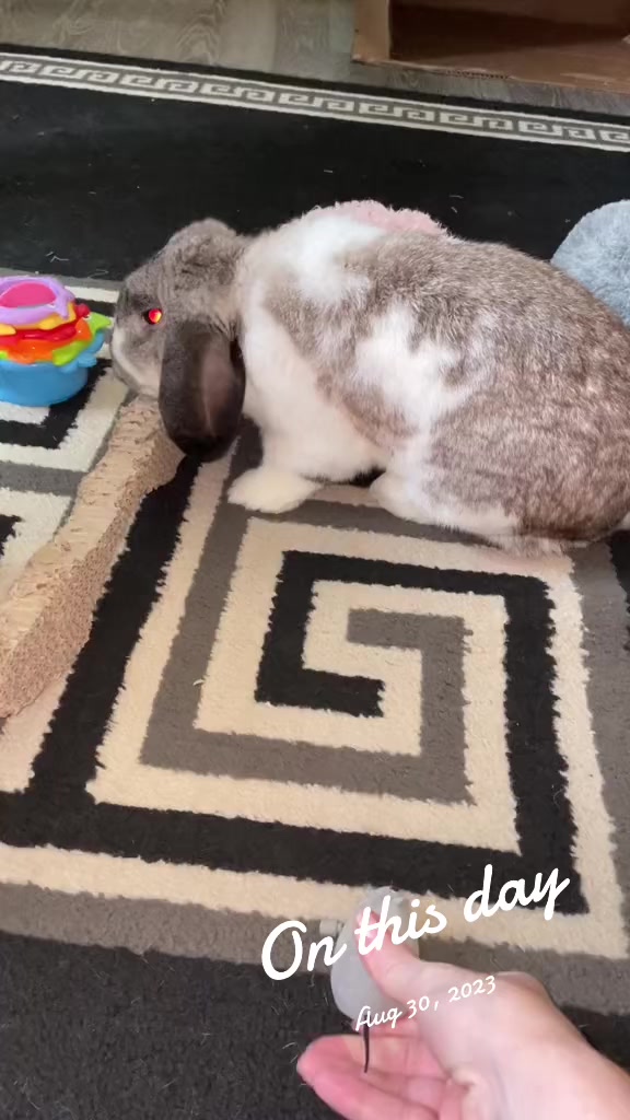 @Mrdivaandgizmoandfriends