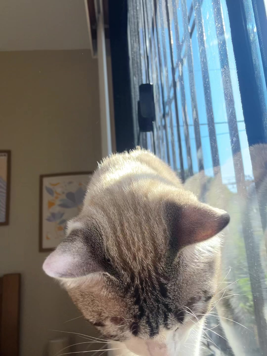 @açucena 🐆