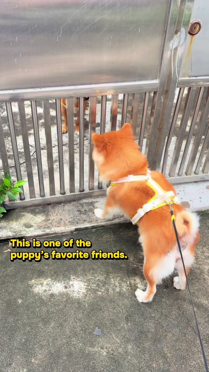@Laifu