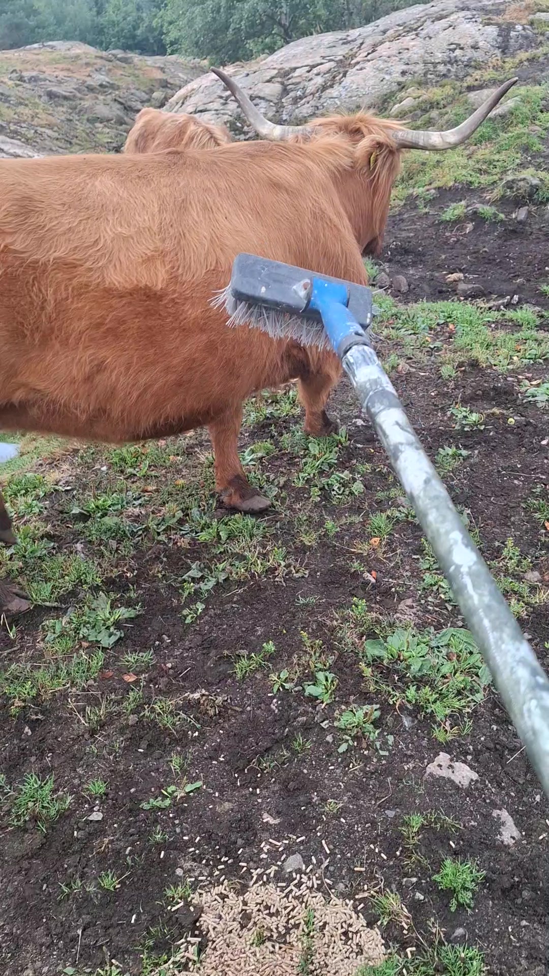 @Highland.Bull