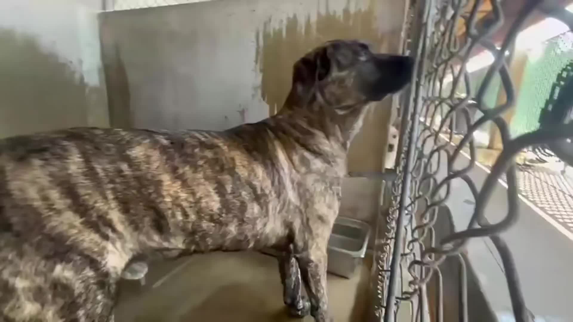 @Cane Corsos
