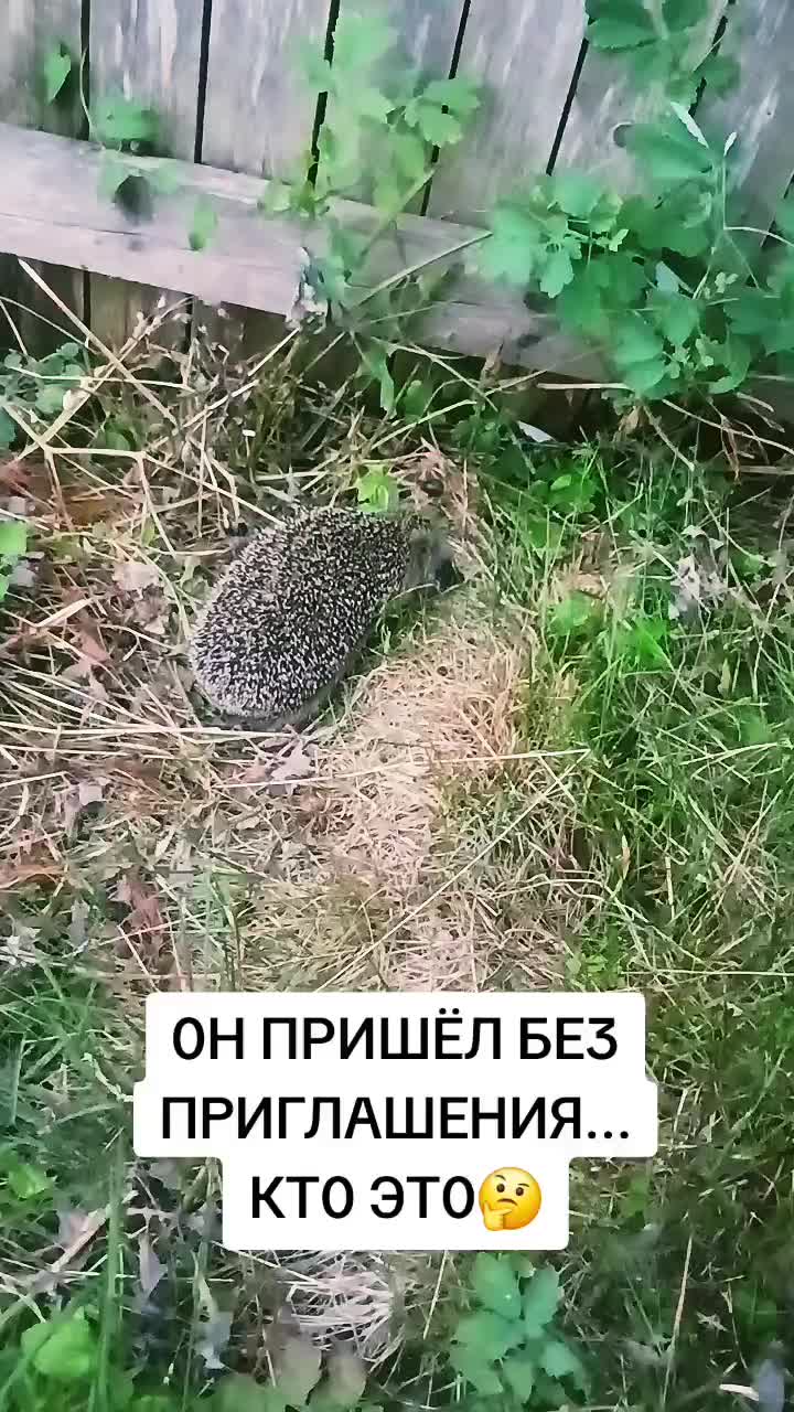 @MAD KARIKH ТАРО