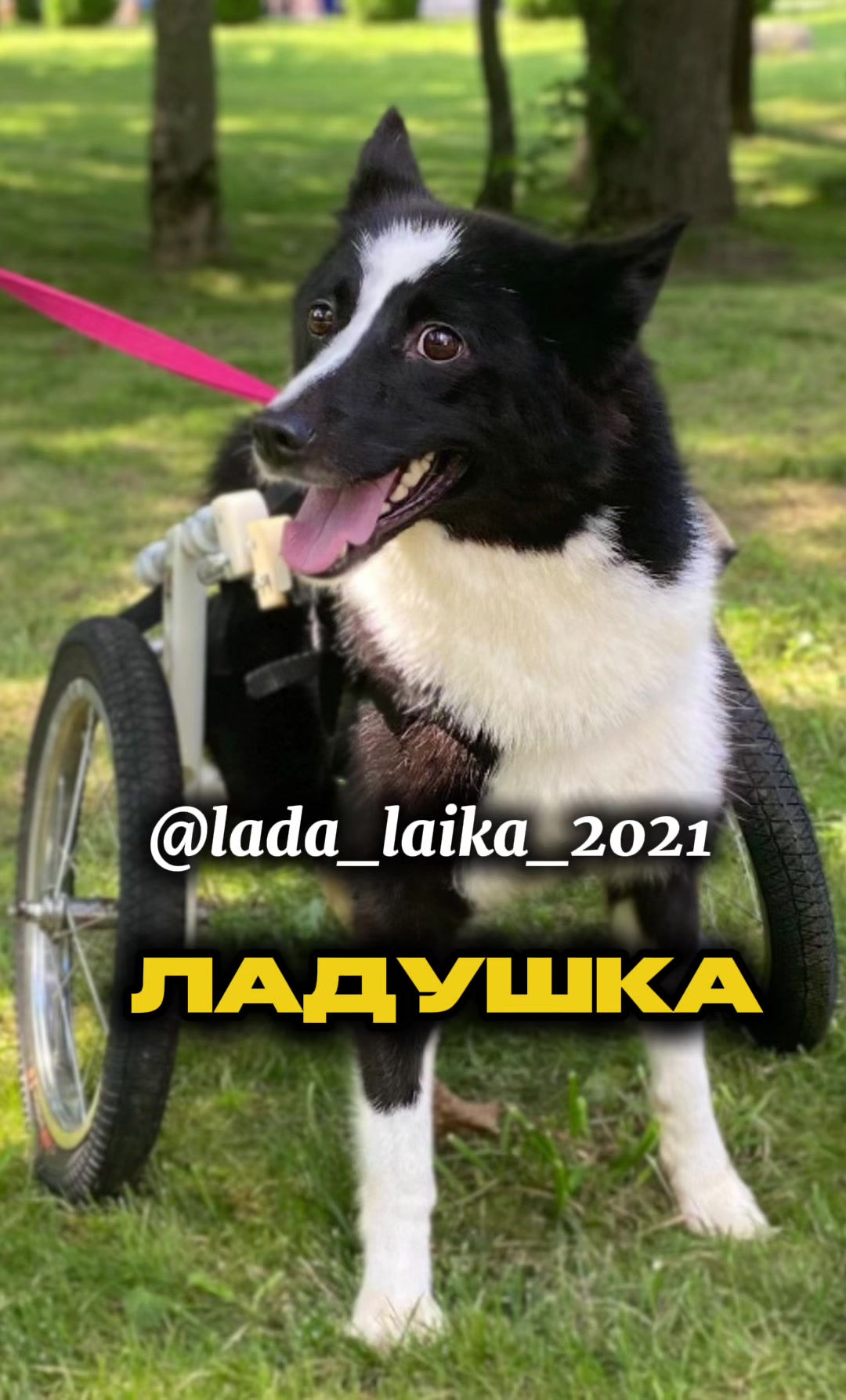@help_animals_belarus