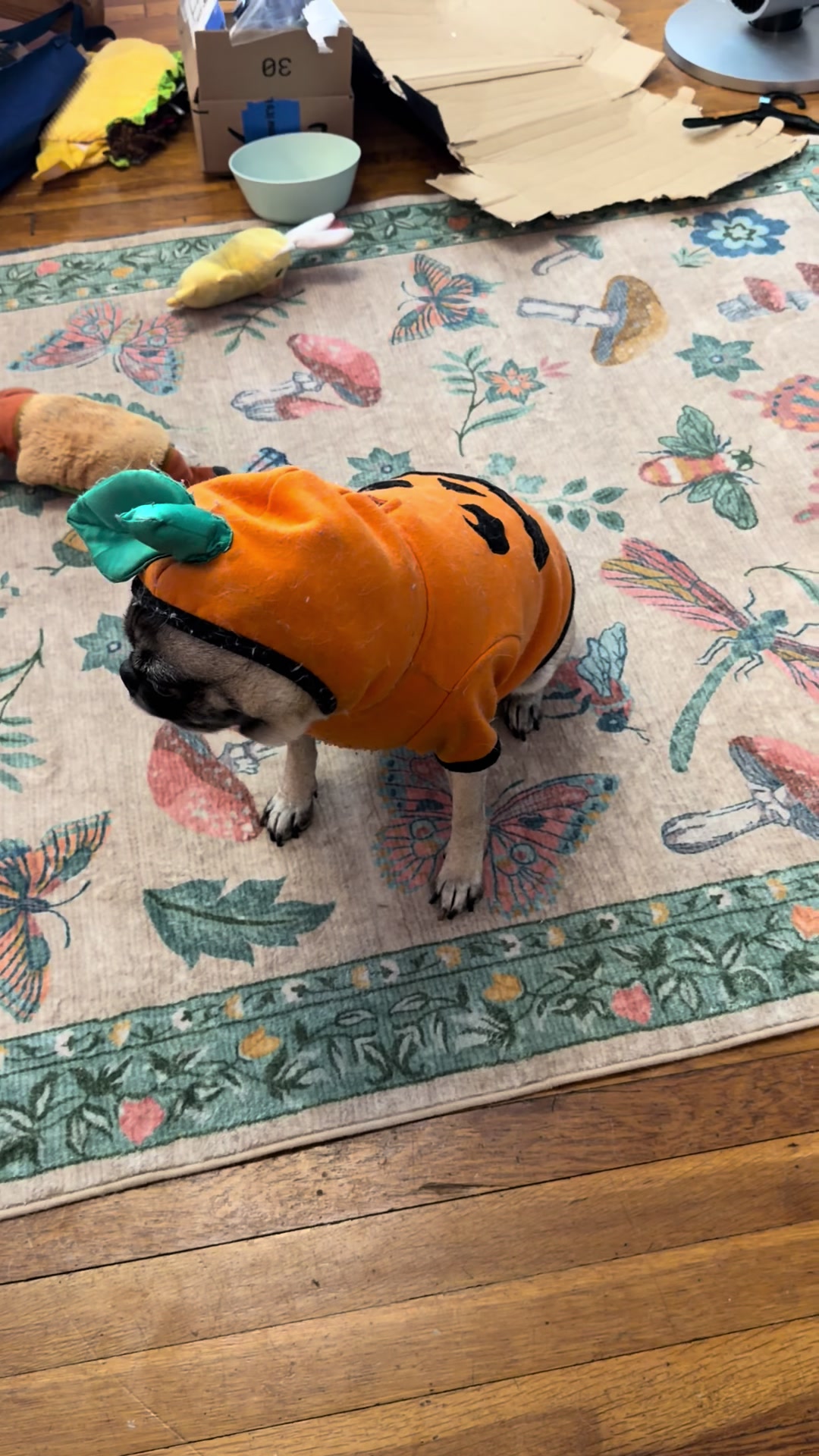 @NEWT-DAILYVLOG