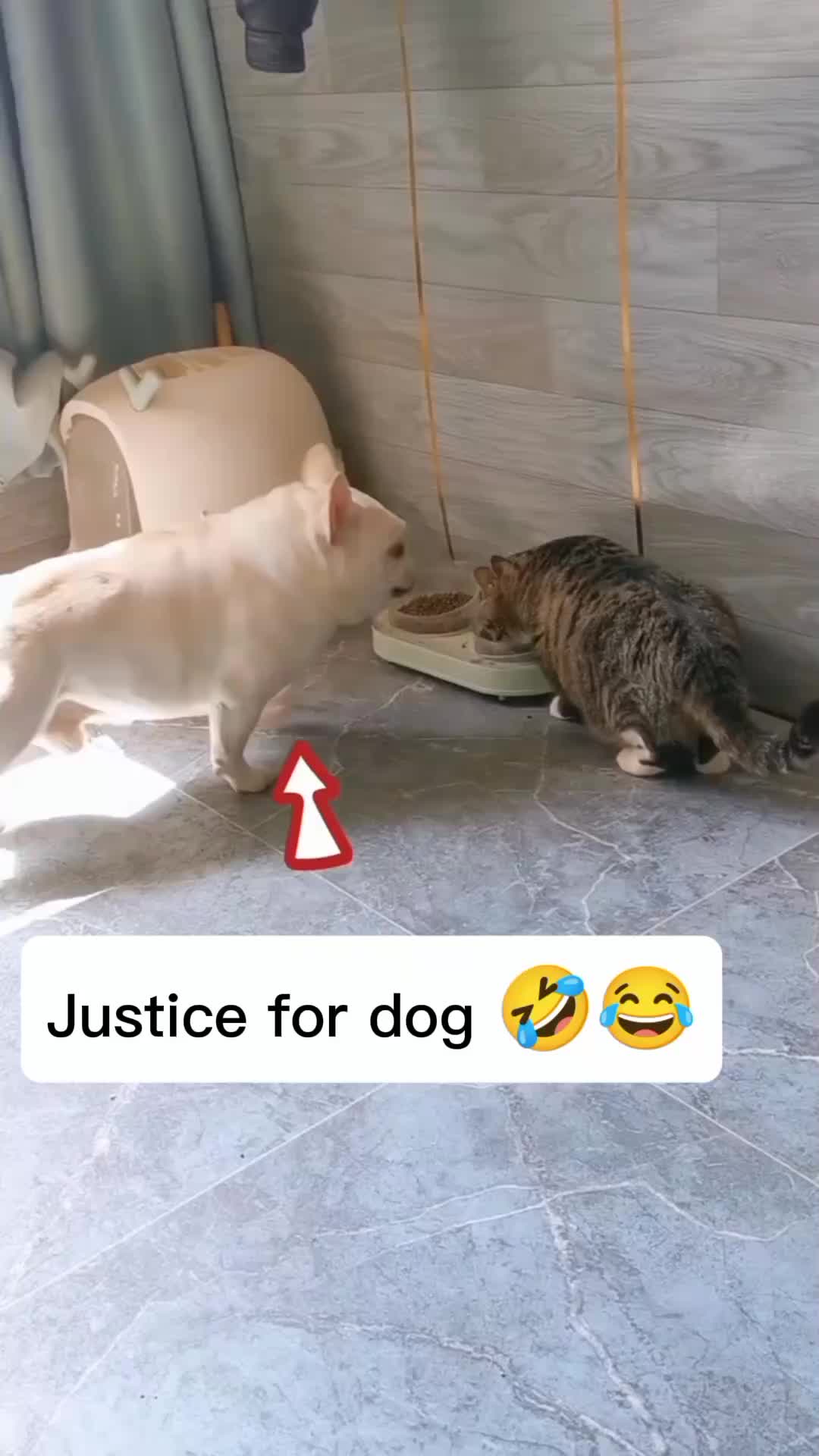 @Pets Giggles