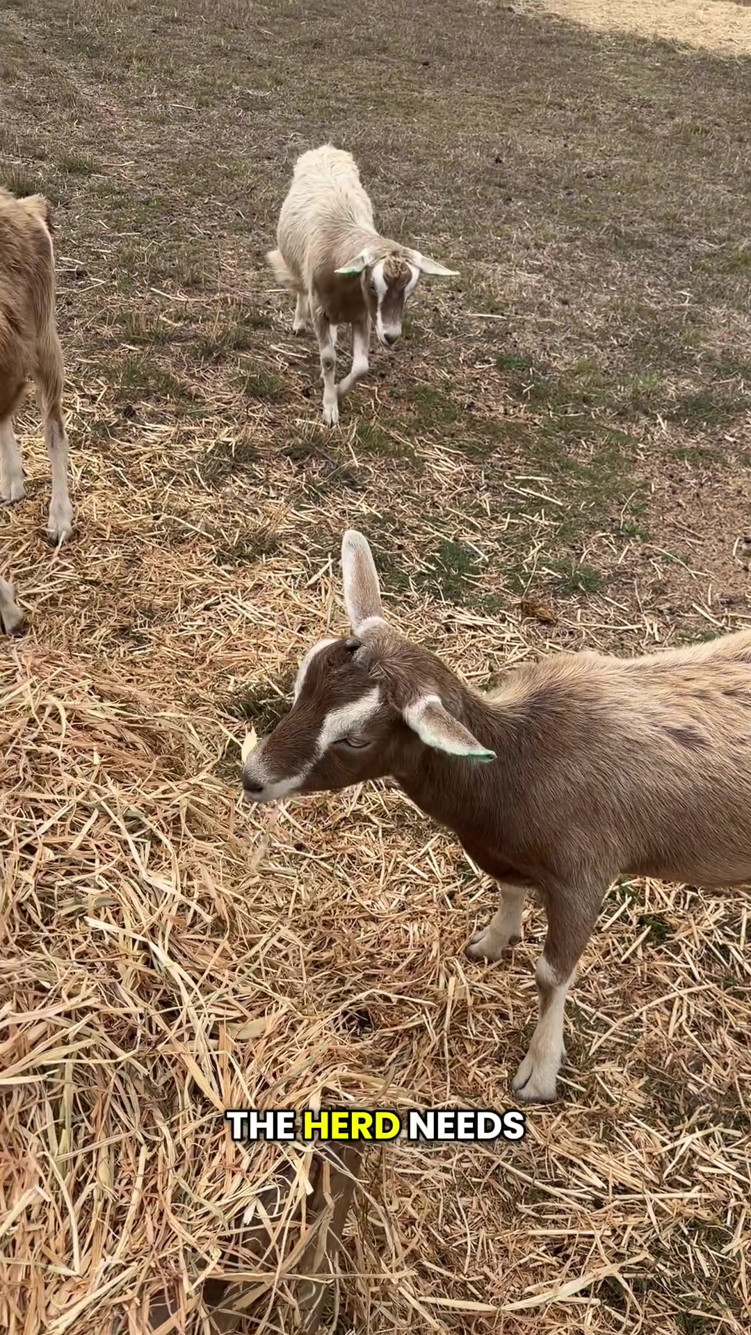 @Thegoatfather
