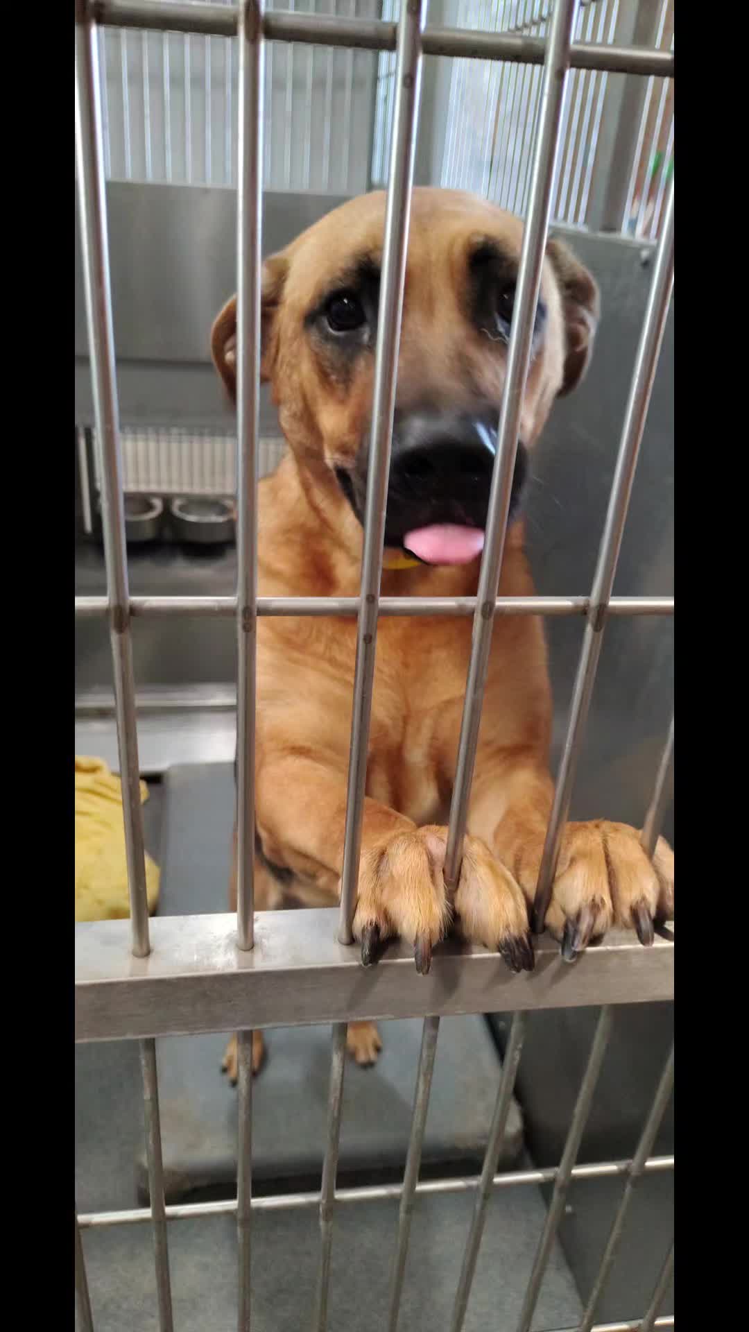 @Saving Seaaca Animals