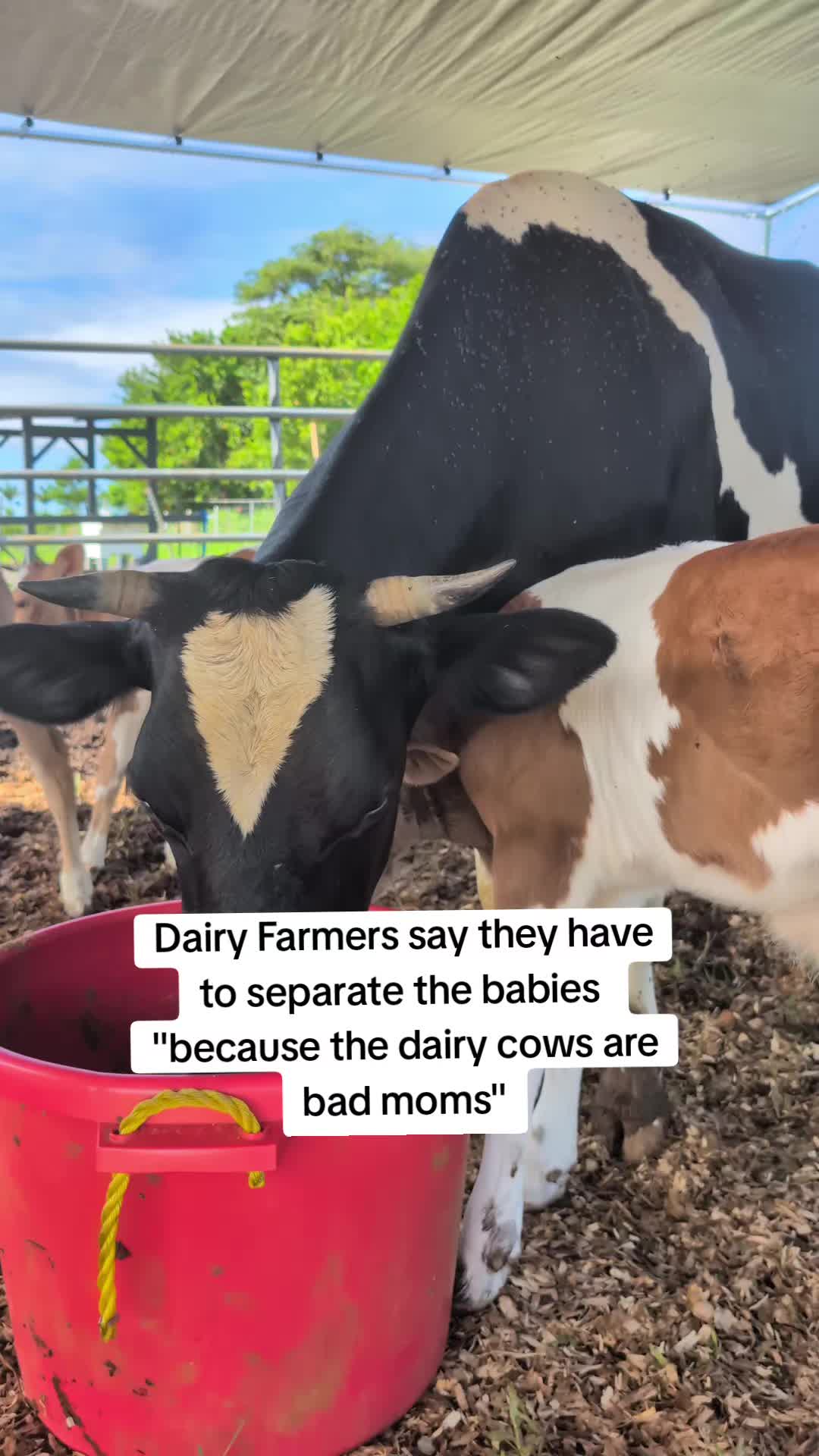 @Krishna Cow Sanctuary