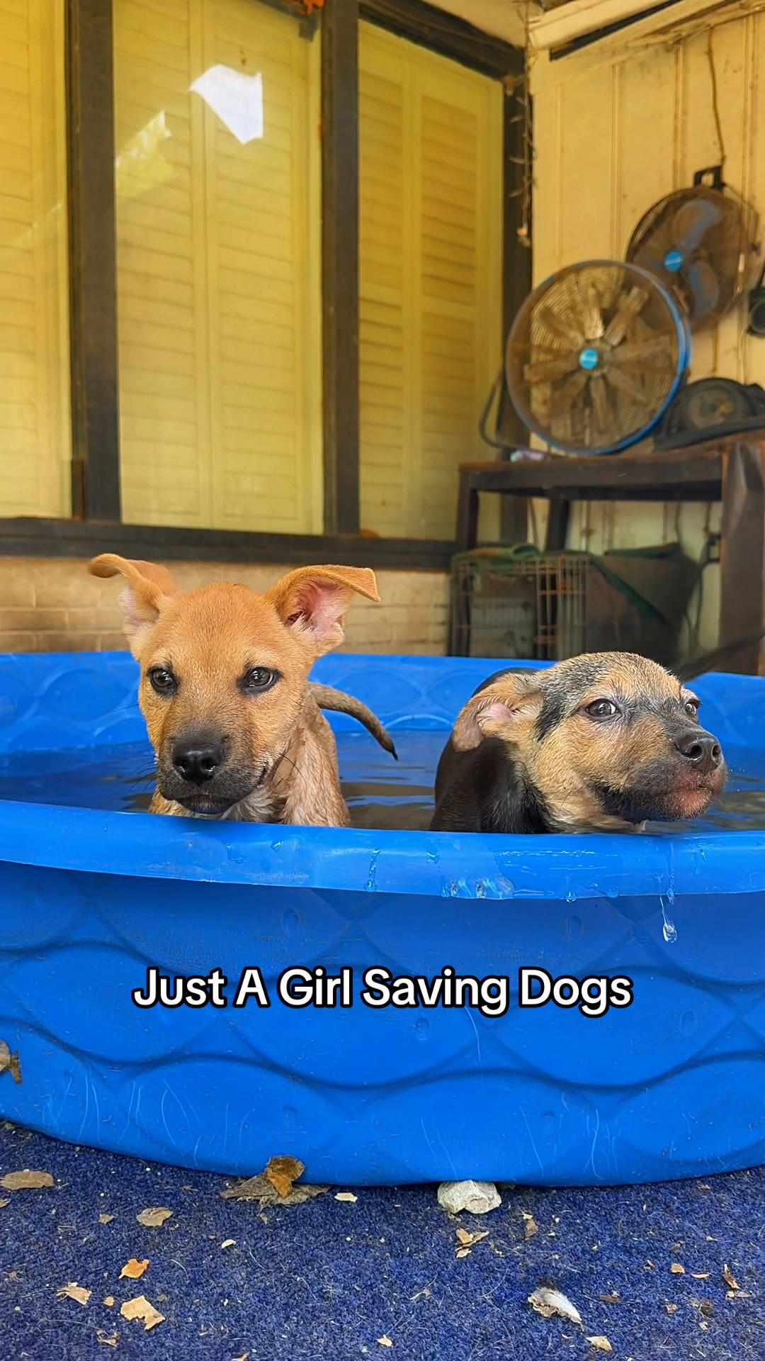 @Just A Girl Saving Dogs